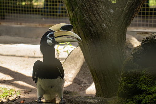 Hornbill Oriental pied at bird cage with tree