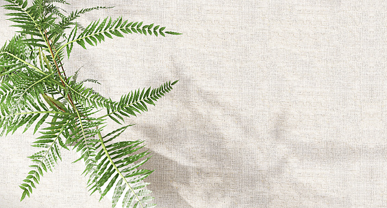 Top view of green tropical fern plant in white ceramic vase on table counter with beige linen tablecloth in sunlight for luxury beauty, cosmetic, organic, health, spa, food supplement product display
