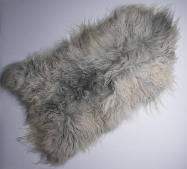 istock Gray sheep skin rug on white floor 1456971114