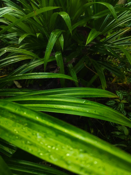 istock Green leaves after the rain 1456972664
