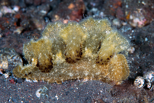 Nudibranch (sea slug) - Melibe pilosa looking for a prey on the sea bottom. Underwater macro world of Tulamben, Bali, Indonesia.