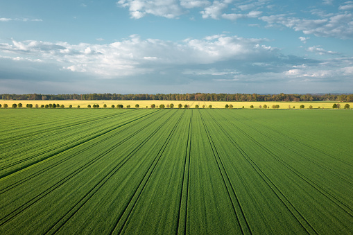 Aerial view on green wheat field with idyllic tree-lined country road in the background.