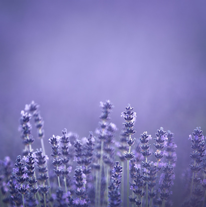 Lavender field in summer.