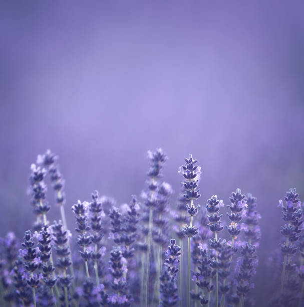 Field Of Lavender stock photo