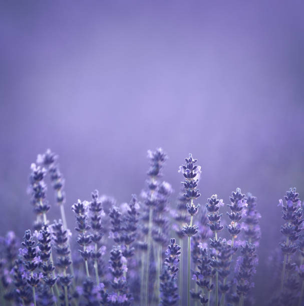 Field Of Lavender - fotografia de stock