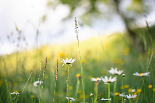 Summer meadow with golden daisies.