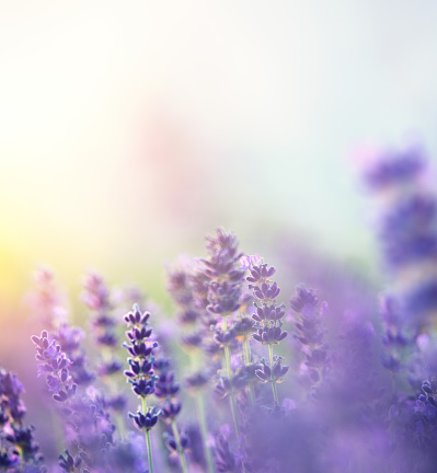 Close-up of a lavender at summer sunset.