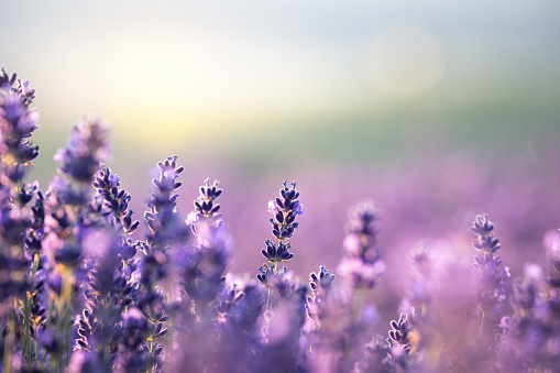 Lavender Field at summer sunset.