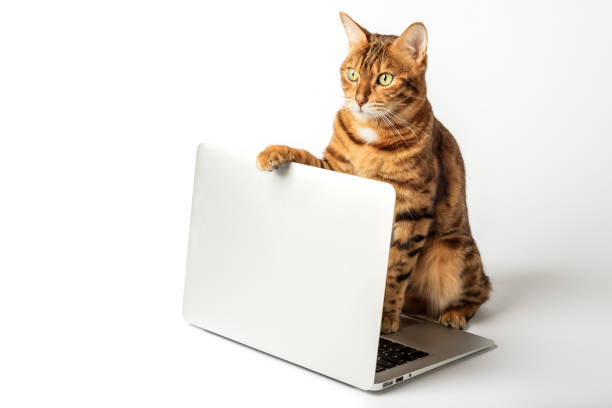 istock Beautiful bengal cat with a laptop on a white background. 1456979143