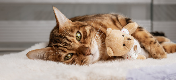 Bengal cat and soft toy sleep together. Pets. Animal care. Love and friendship.