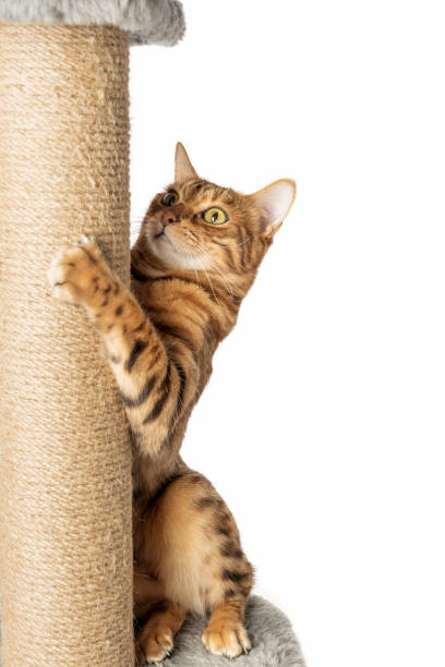 istock Bengal cat and scratching post isolated on white background. 1456979611