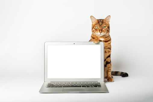 Close-up of a cat and a laptop on a white background. Copy space.