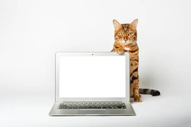 Photo of Close-up of a cat and a laptop on a white background.
