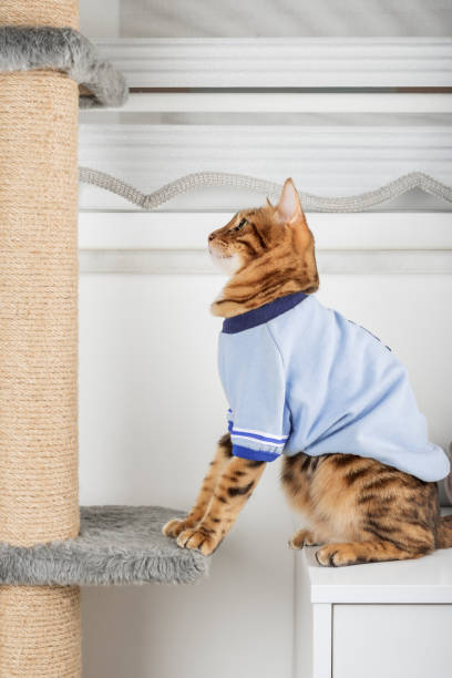istock Domestic cat in clothes plays with a cat tree. 1456981233