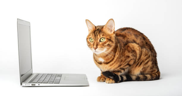 istock Side view of a ginger bengal cat looking at a laptop screen 1456981618