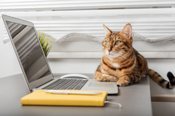 istock The cat is sitting on the desktop next to a laptop and a notepad, a white home office 1456981715