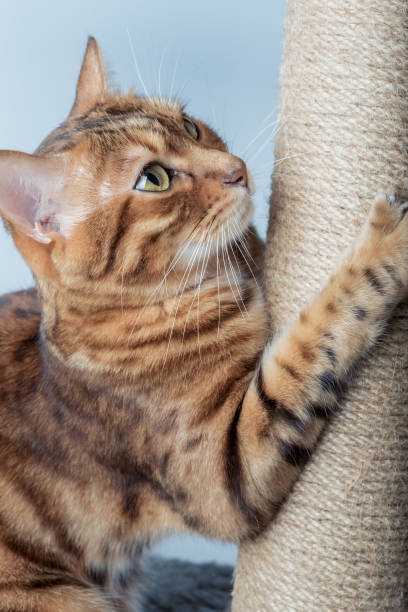 istock Red shorthair bengal cat scratches a brown post. 1456981822