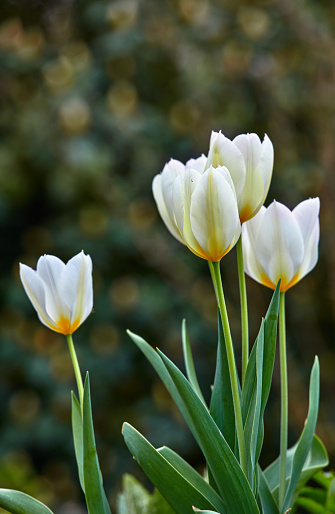 Beautiful white tulips in my garden in early springtime