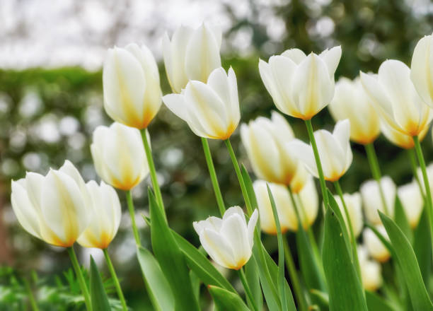 istock White tulips in my garden 1456982370