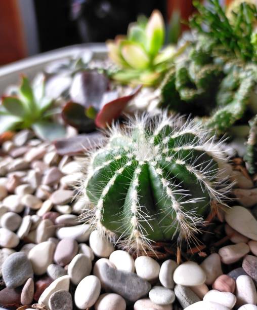 istock green plant flower 1456982405