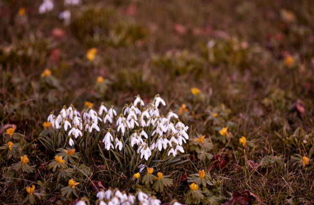 Snowdrop in springtime