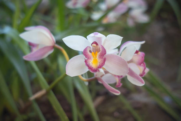 istock Blooming Pink Cymbidium Orchid Flowers 1456982706