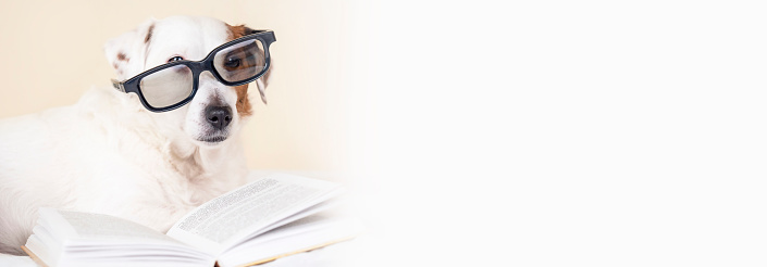 A dog with glasses is lying with a book .