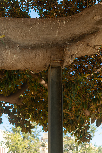 A thick branch of an Australian banyan tree is supported by a metal beam in  a  public park in Alicante, Spain