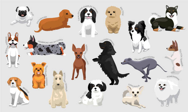 Dog Names Illustrations, Royalty-Free Vector Graphics & Clip Art - iStock