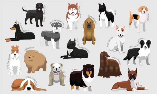 Vector illustration of Medium Dog Breeds With Names Set Various Kind Identify Cartoon Vector