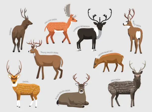 Vector illustration of Various Deer Breeds With Names Set Various Kind Identify Cartoon Vector