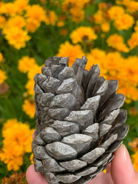 pine cone - pine cone imagens e fotografias de stock