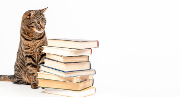 istock Striped cat with books on a light background. 1456992982