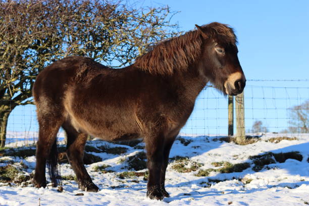 istock Exmoor pony standing in snow in sunshine 1456993064