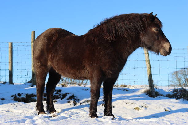 istock Exmoor pony standing in snow in sunshine 1456993119