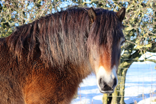 Portrait of brown Exmoor pony standing in snow in bright sunshine