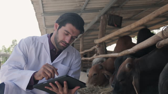 Veterinary checking Brahman cows