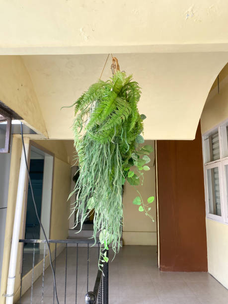 istock Hanging plants for decoration and home decoration 1456994495