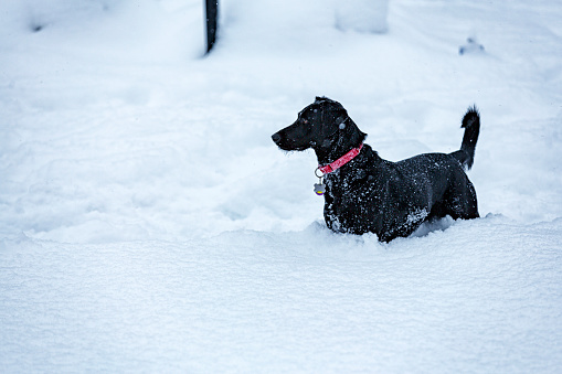 Playful black Labrador Retriever mixed breed pet dog is standing in very deep snow and looking away from the camera as she pauses to watch another dog across the street during a strong winter blizzard storm.