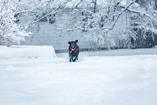 Excited, playful black Labrador Retriever mixed breed pet dog is running frantically toward the camera in deep snow during a strong winter blizzard snow storm.