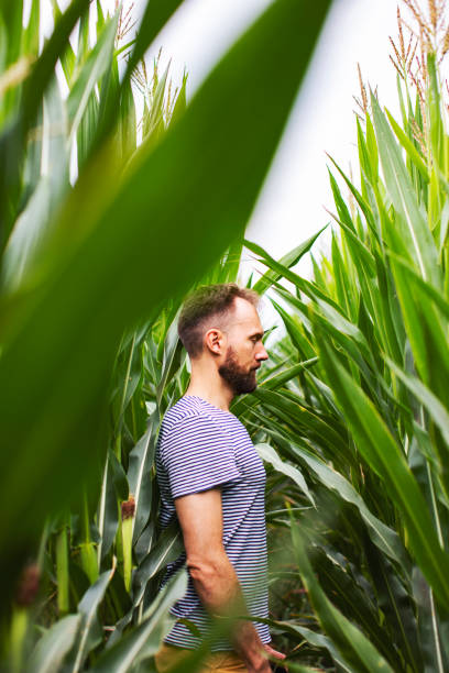 istock Young adult man at corn field 1456994973