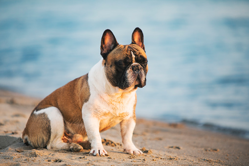 French bulldog sitting at the beach at sunset