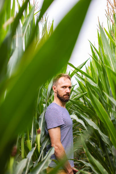 istock Young adult man at corn field 1456995418