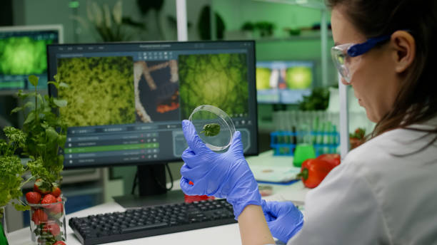 istock Botanist researcher holding petri dish with green leaf sample analyzing genetic mutation 1456995443
