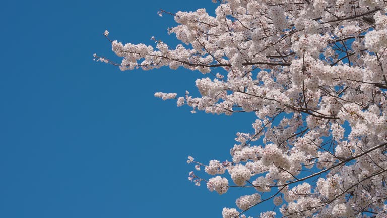 4K slow motion video of cherry blossoms are falling.