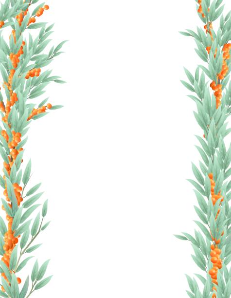 ilustrações de stock, clip art, desenhos animados e ícones de branches sea buckthorn of tree with ripe fruits in form of frame on both sides. garden plant with edible harvest. seamless composition. branch with foliage and leaves. isolated on white background. vector - siding white backgrounds pattern