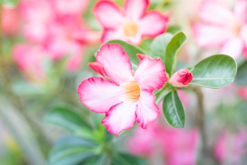 Beautiful pink Adenium flower with soft light in the garden.
