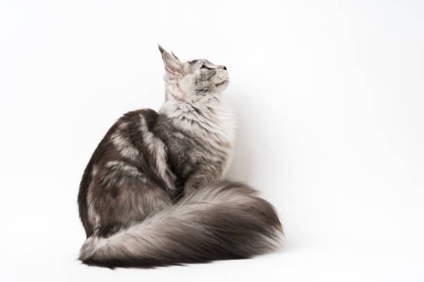 Side view of Maine Coon Cat sitting and looking up. Studio shot kitten on white background stock photo