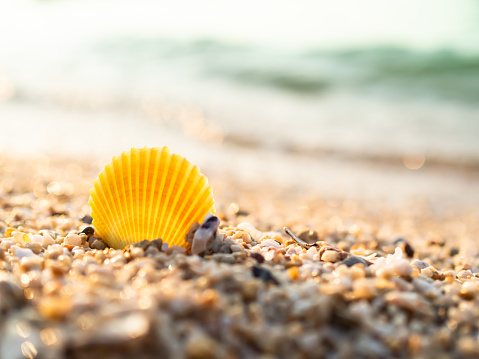 Stock photo showing close-up view of a pile of seashells and starfish on the sand on a sunny, golden beach with sea at low tide in the background. Summer holiday and tourism concept.