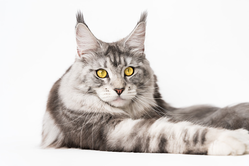 Calm Maine Coon Cat lying down and looking at camera. Cropped view of kitten black silver classic tabby and white color. Studio shot cat with yellow eyes on white background.